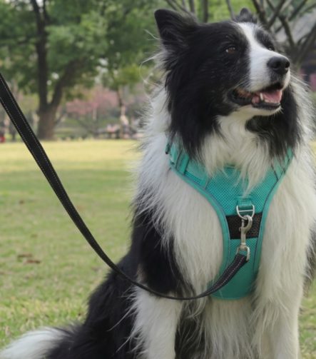anti-trek-y-harnas-grote-hond-uitrusten