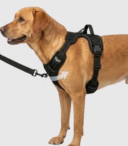 anti-trek-y-harnas-hond-uitrusten
