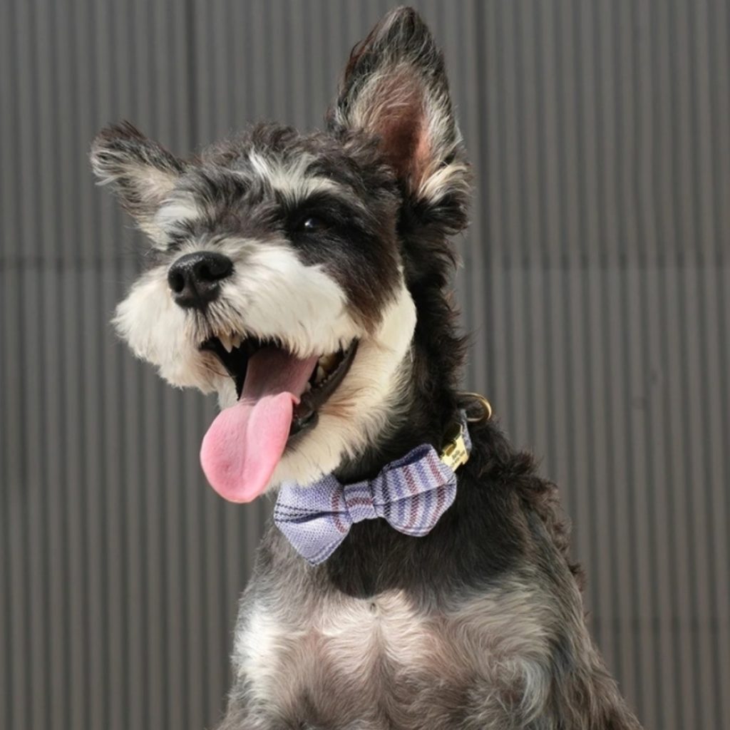 gepersonaliseerde-halsband-kleine-hond-vlinderdas-uitrusten