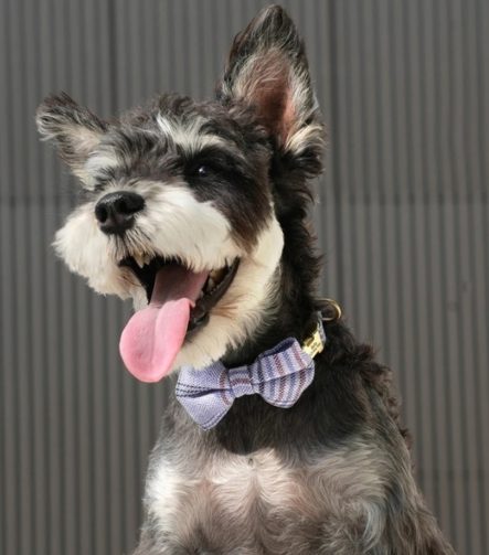 gepersonaliseerde-halsband-kleine-hond-vlinderdas-uitrusten